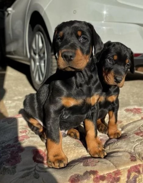 Regalo adorabili cuccioli Dobermann femminucce e maschietti disponibili