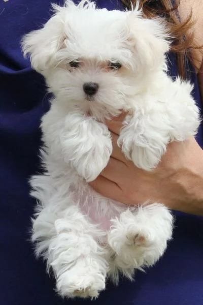 REGALO Dolci cuccioli Maltese per l'adozione