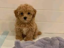 Piccolo maltese toy subito pronto con microchip | Foto 1