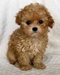 Piccolo maltese toy subito pronto con microchip | Foto 0