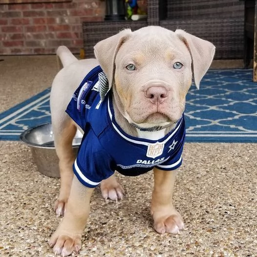 Disponibili cuccioli di american Pitbull terrier