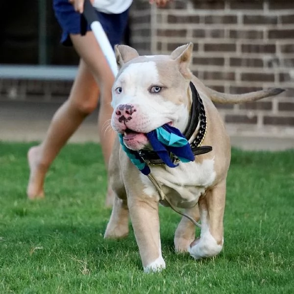 Disponibili cuccioli di american Pitbull terrier 