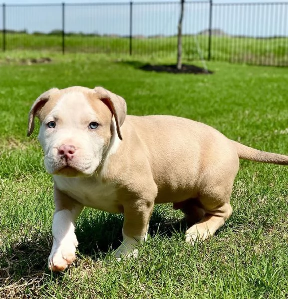 Disponibili cuccioli di american Pitbull terrier  | Foto 0
