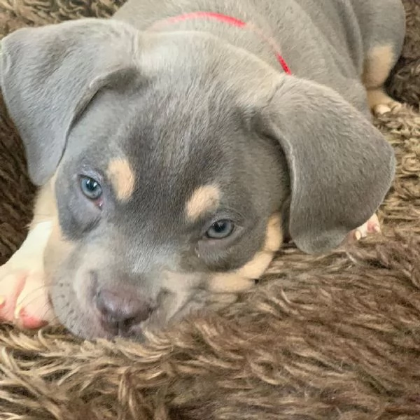 Disponibili cuccioli di american Pitbull terrier | Foto 0