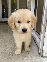 splendidi cuccioli di Golden Retriever  | Foto 0