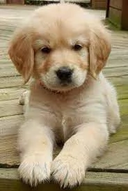splendidi cuccioli di Golden Retriever | Foto 0