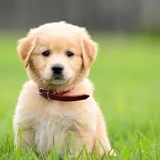 splendidi cuccioli di Golden Retriever