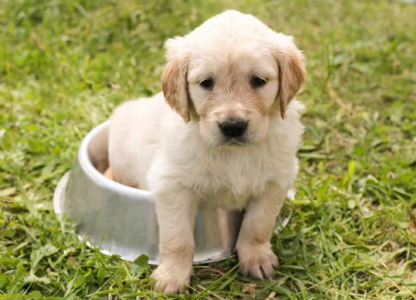 Disponibili splendidi cuccioli di Golden Retriever 
