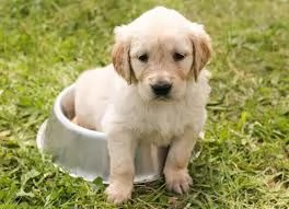 Disponibili splendidi cuccioli di Golden Retriever