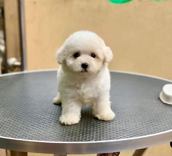 CUCCIOLI DI GOLDEN RETRIEVER | Foto 0