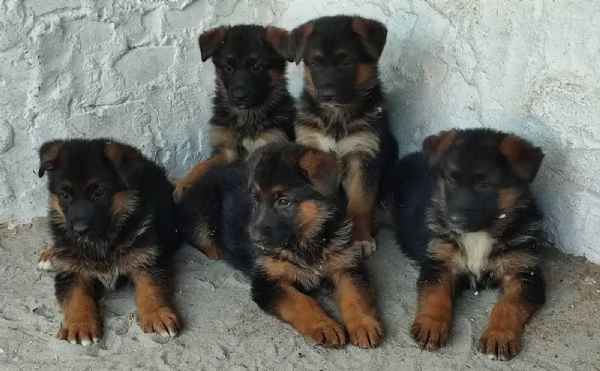 Pastore tedesco cuccioli | Foto 4