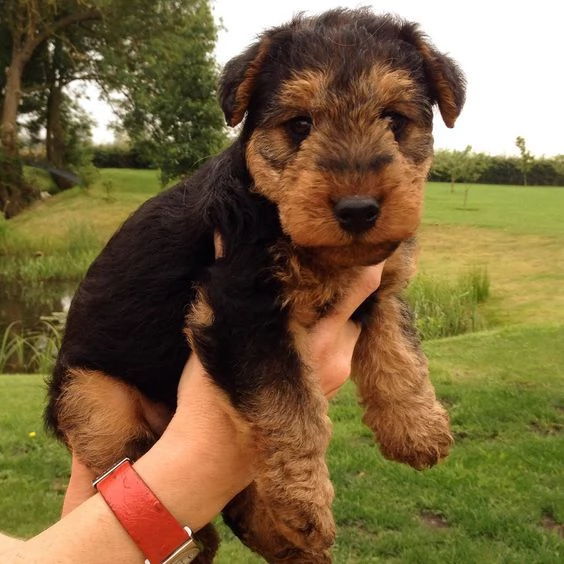 REGALO Cuccioli dolce e bella airedale terrier