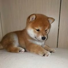  REGALO AKITA INU CUCCIOLI MASCHIO E FEMMINA Disponibili cuccioli , Ottima genealogia, Caratteri spl