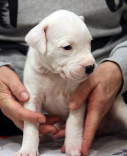 Splendidi cuccioli di Dogo Argentino!! | Foto 0
