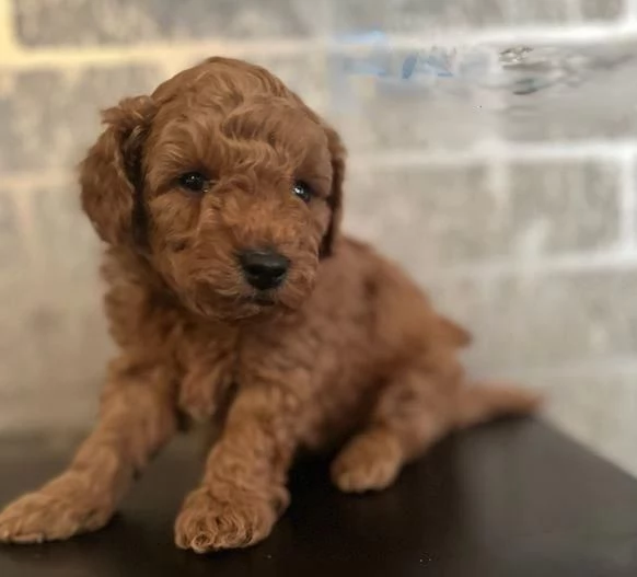 Regala dei cuccioli di barboncino | Foto 2