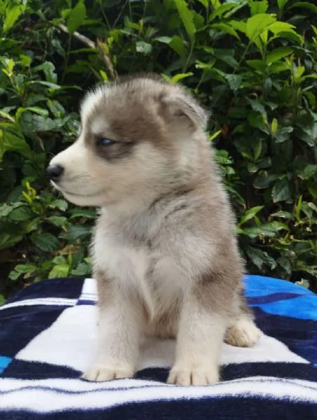 Regala dei cuccioli di Husky | Foto 0