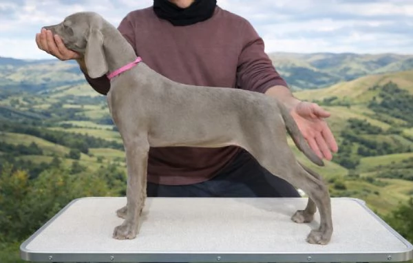 Cuccioli di Weimaraner  | Foto 1