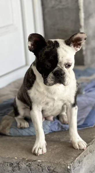 PINK FRENCH BULLDOG | Foto 3