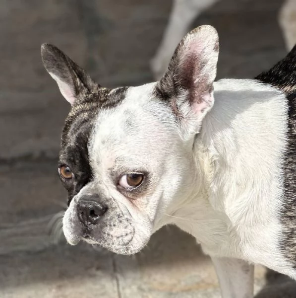 PINK FRENCH BULLDOG | Foto 2