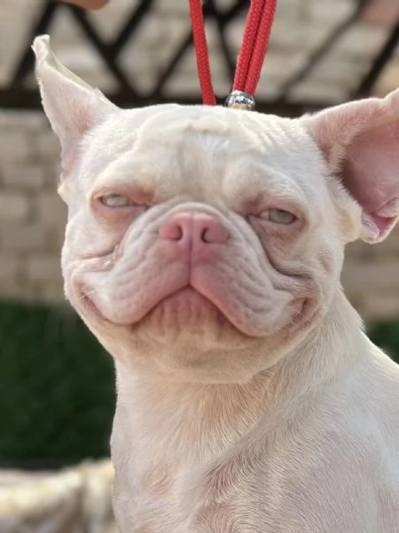 PINK FRENCH BULLDOG | Foto 1
