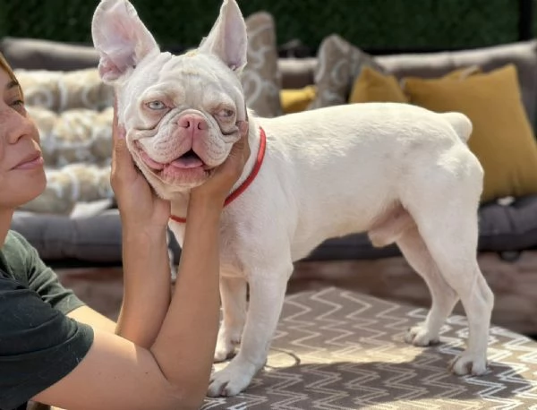 PINK FRENCH BULLDOG | Foto 0