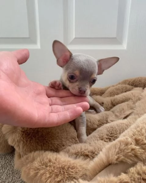 Incredibili cuccioli di Pomerania Teacup per case fantastiche | Foto 1