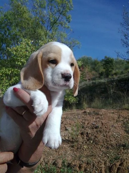   REGALO Cuccioli dolce e bella Beagle Stiamo dando questi nostri cuccioli sani maschi e femmine in 