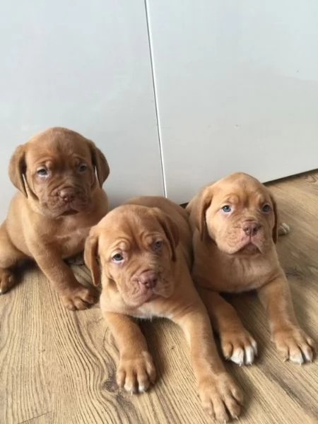 REGALO Bellissimi maschi e femmine dogue de bordeaux cuccioli Abbiamo disponibili cuccioli di dogue 