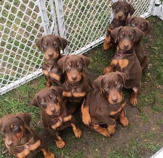 Regalo adorabili cuccioli Dobermann femminucce e maschietti disponibili gratuita i cuccioli sono vac