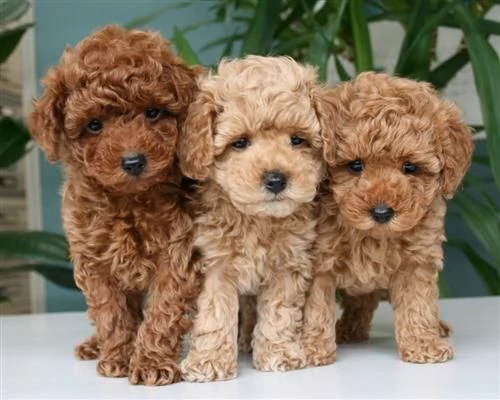  REGALO barboncino cuccioli Adorabili cuccioli di Poodle standart femminucce e maschietti disponibil