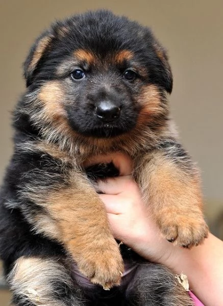 REGALO Cuccioli pastore tedesco cuccioli pastore maschio e femmina disponibile abbiamo 4 cuccioli di
