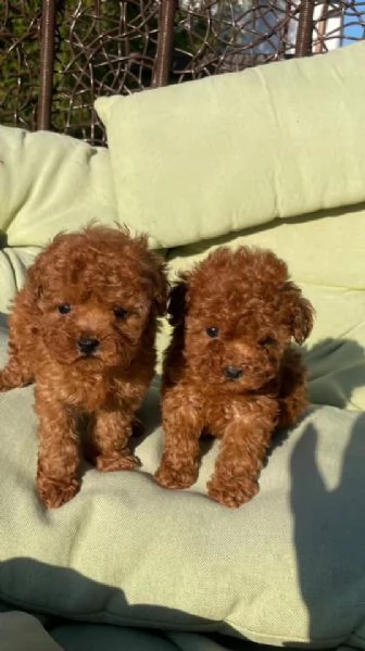 Barboncini toy maschio e femmina