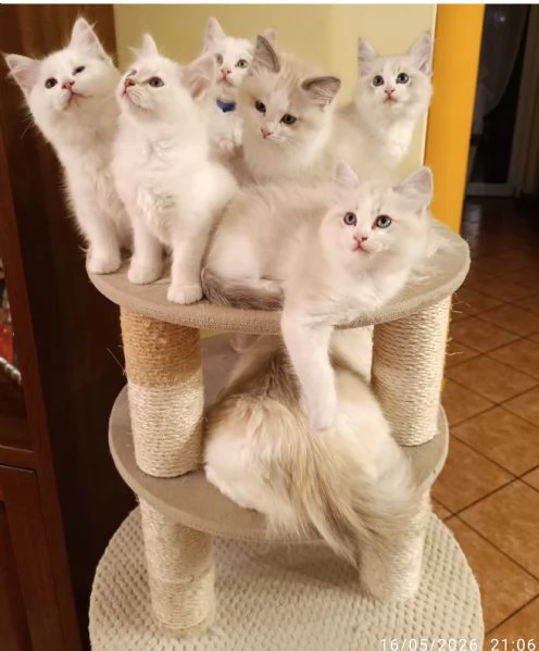 Disponibili cuccioli di Razza Ragdoll con pedigree Tel. [hidden]