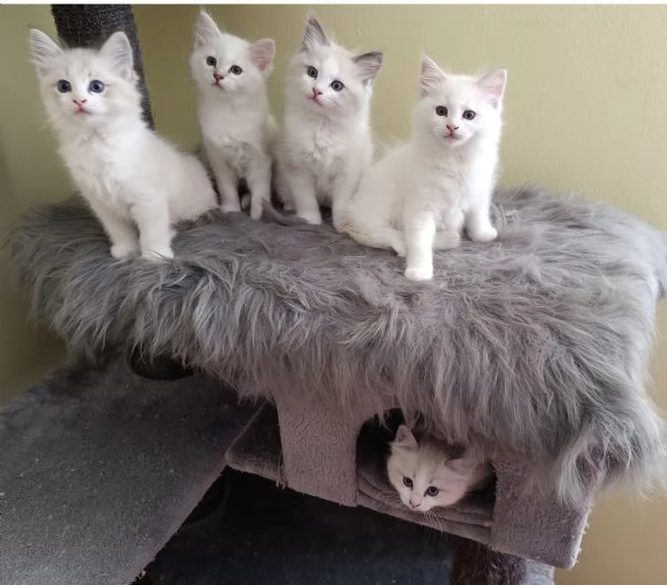 Disponibili cuccioli di Razza Ragdoll con pedigree Tel. [hidden] | Foto 4