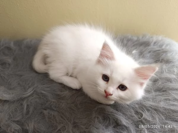 Disponibili cuccioli di Razza Ragdoll con pedigree Tel. [hidden] | Foto 3