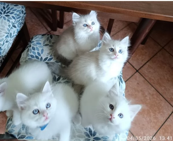 Disponibili cuccioli di Razza Ragdoll con pedigree Tel. [hidden] | Foto 2