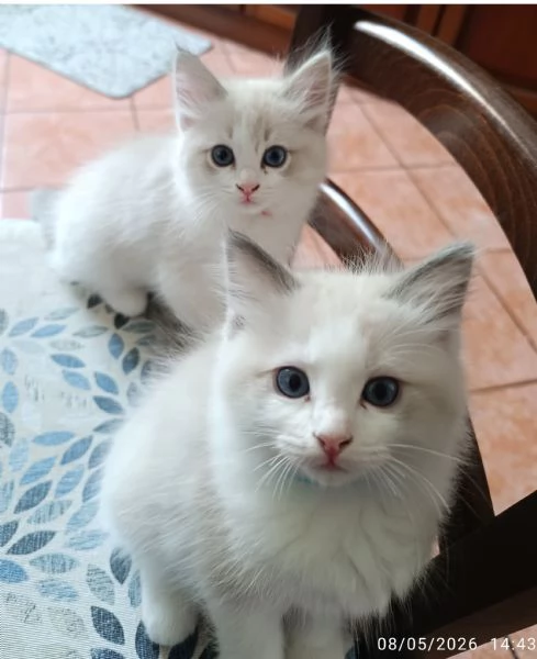 Disponibili cuccioli di Razza Ragdoll con pedigree Tel. [hidden] | Foto 1