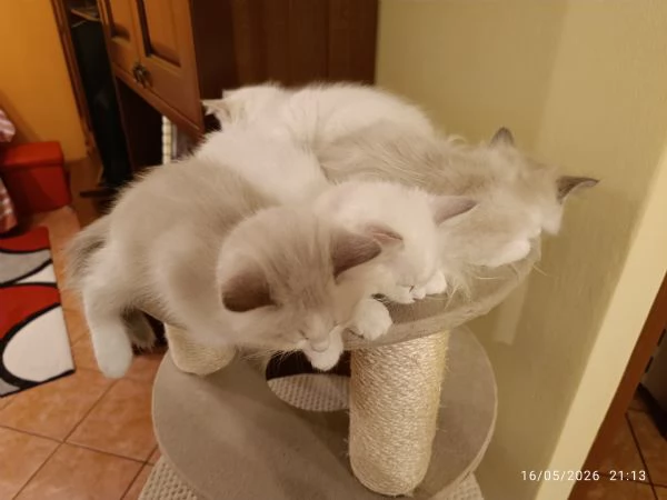 Disponibili cuccioli di Razza Ragdoll con pedigree Tel. [hidden] | Foto 0