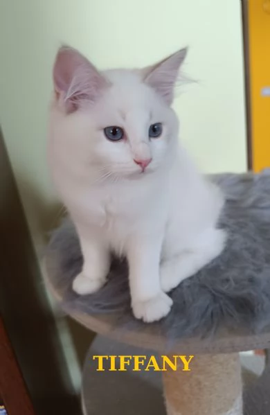 Ultime cucciole di Razza Ragdoll disponibili | Foto 4