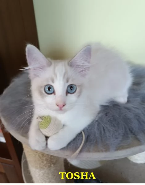 Ultime cucciole di Razza Ragdoll disponibili | Foto 3