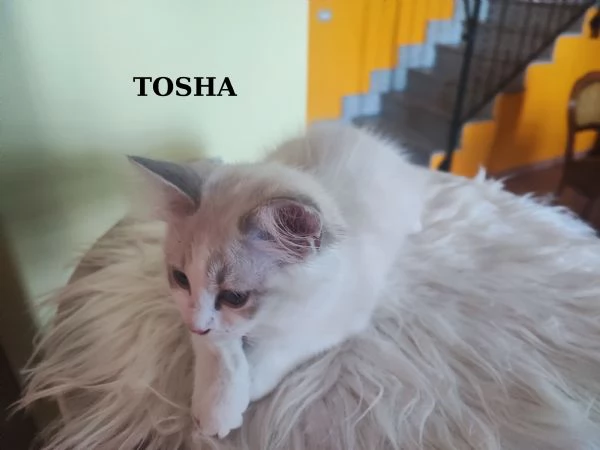 Ultime cucciole di Razza Ragdoll disponibili