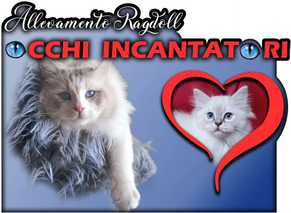 Ultime cucciole di Razza Ragdoll disponibili | Foto 1