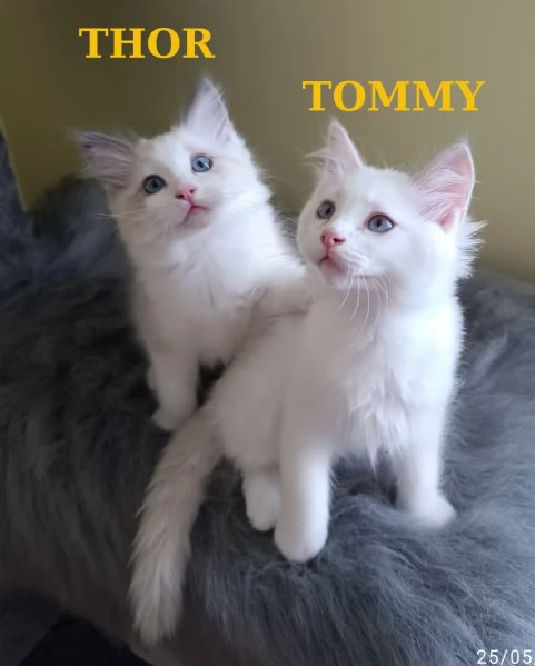 Ultime cucciole di Razza Ragdoll disponibili | Foto 0