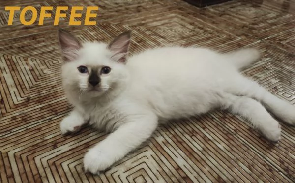 Prenotazione cuccioli di Razza Ragdoll con pedigree  | Foto 2