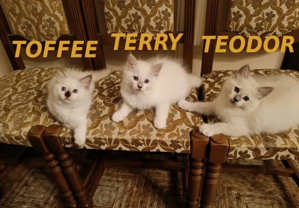 Prenotazione cuccioli di Razza Ragdoll con pedigree 