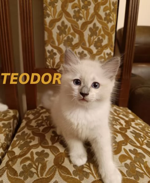 Prenotazione cuccioli di Razza Ragdoll con pedigree  | Foto 1