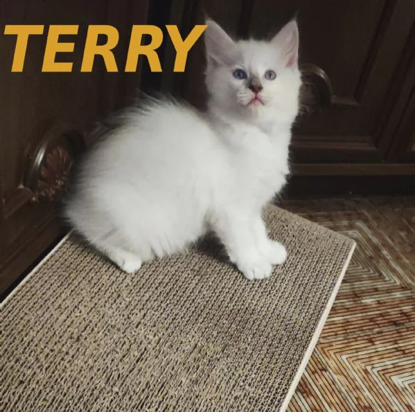 Prenotazione cuccioli di Razza Ragdoll con pedigree  | Foto 0