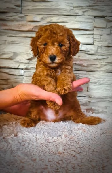 Mini barboncino cuccioli