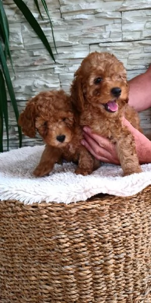 Mini barboncino cuccioli | Foto 6