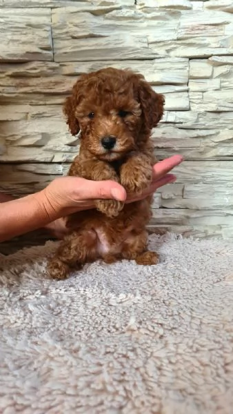 Mini barboncino cuccioli | Foto 5